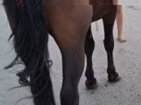 Horse (M), Horses — photo 1