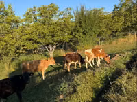 सांड, मवेशी — फ़ोटो 3