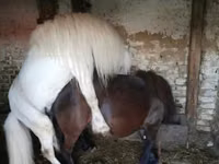 ม้าตัวผู้, Shetland Pony — รูปภาพ 3