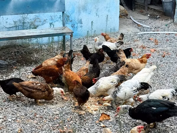 Chickens — 阿塞拜疆