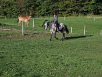 Horse (M), Horses — photo 7
