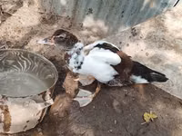 Ducks — عکس 3