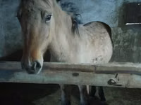 Hengst, Mugalzhar horse — Foto 2