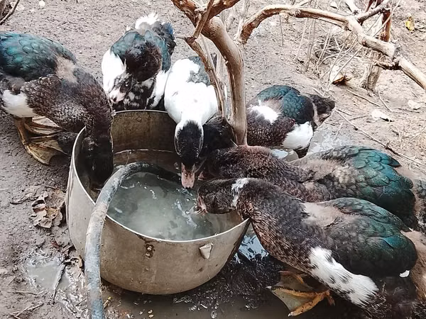 Ducks