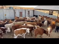 Bull, Cattle — photo 2