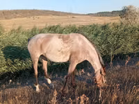 Kobyła, Konie — zdjęcie 1