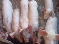 Sow, Pigs — photo 3