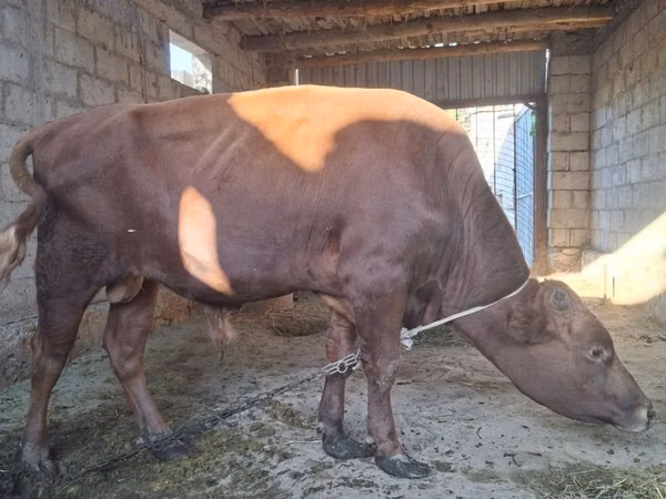 Bull, Cattle — Uzbekistan