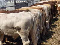 公牛, Limousin cow — 照片 3