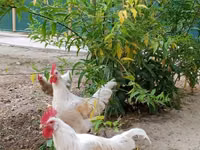 Chickens — عکس 1