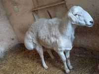 Ram, Sheep — photo 2