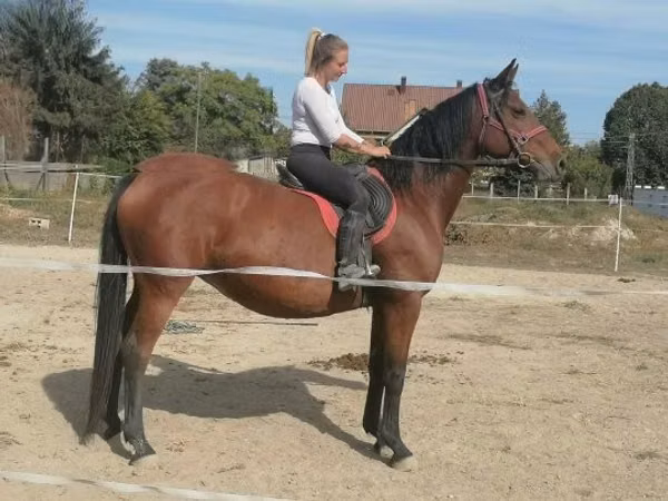 Mare, Horses