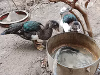 Ducks — عکس 5