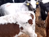 Bull, Cattle — photo 1