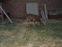 Goat, Goats — photo 2