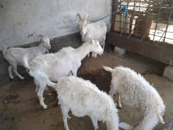عنزة, Russian White goat