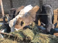 Bull, Cattle — photo 7