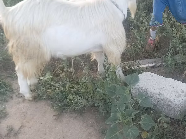 Goat, Saanen goat — Kazakhstan