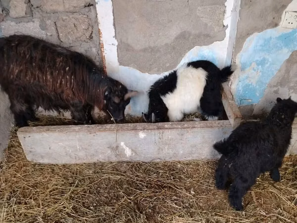 Goat, Goats — Azerbaijan