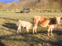 Vaca, Ganado vacuno — foto 3