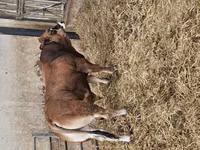 Taureau, Partenaise cattle — photo 4