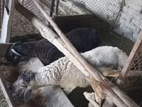 Ram, Sheep — photo 3