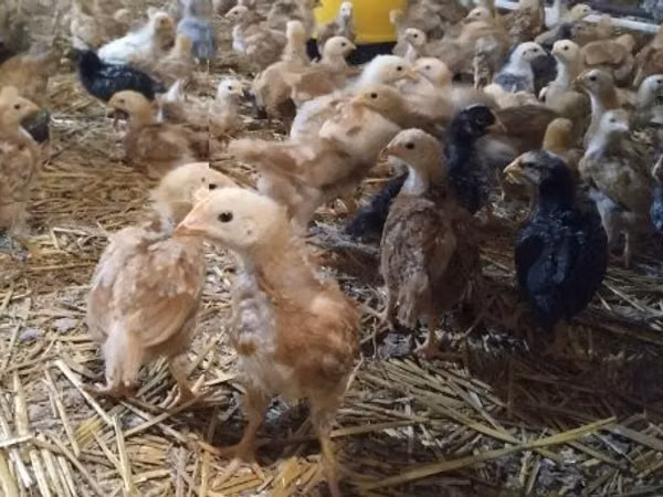 Chickens — Угорщина