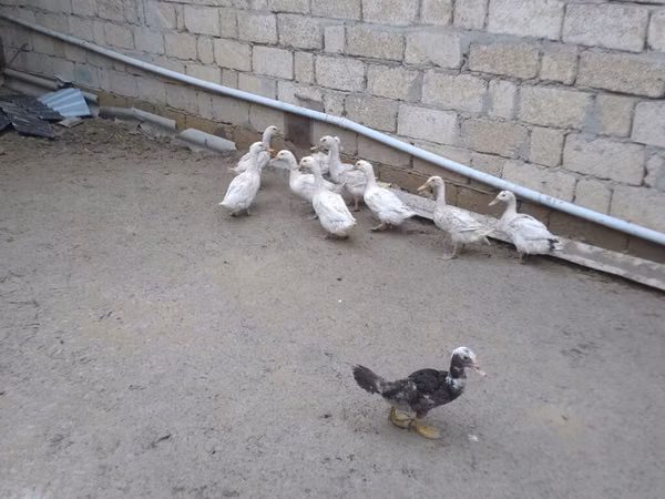 Ducks