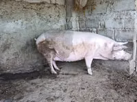 ሴት አሣማ, Pigs — ፎቶ 2
