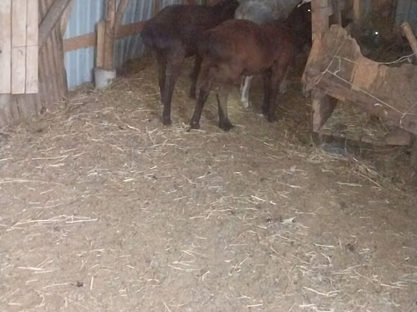 Goat, Goats