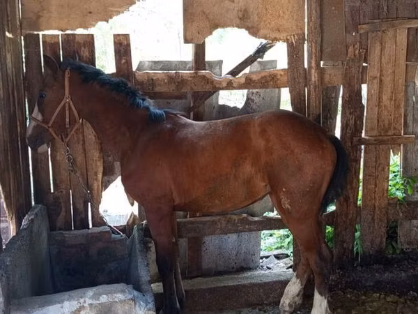 Mare, Thoroughbred horse — Kyrgyzstan