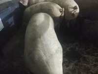 Sow, Pigs — photo 3