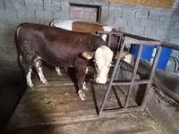 Bou, Simmental cattle — foto 1