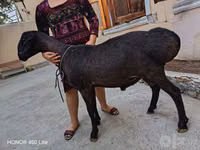 قوچ, Hissar sheep — عکس 1
