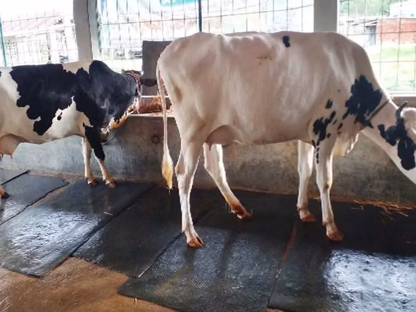 Cow, Russian Black pied cattle