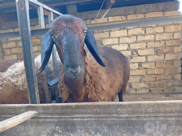 Ram, Sheep — Uzbekistan
