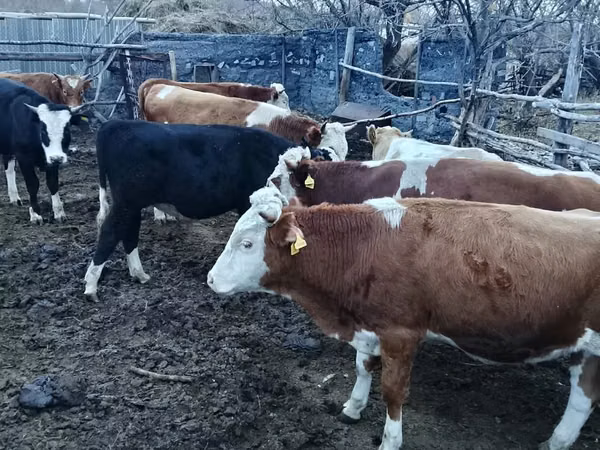 Toro, Simmental cattle — Kazakistan