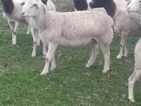 Қошқар, Dorper sheep — 1-сурет
