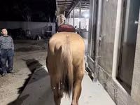 اسب نر, اسب — عکس 4