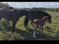 مادیان, Horse breed — عکس 1