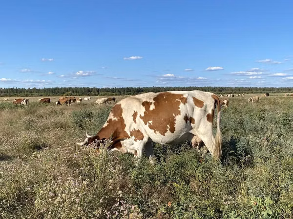 Cow, Cattle — Kazakhstan