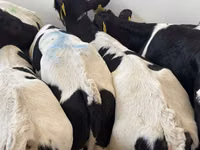 Rinder (Partie, Geschlecht nicht angegeben), Simmental cattle — Foto 6