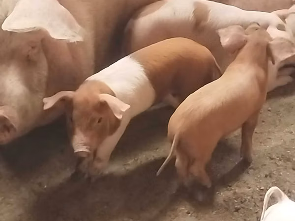 Pigs (batch, sex not specified), Pigs — Kazakhstan