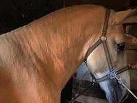 Horse (M), Horses — photo 1