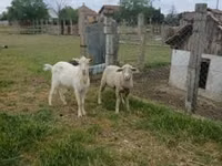 Vædder, Merino sheep — foto 3