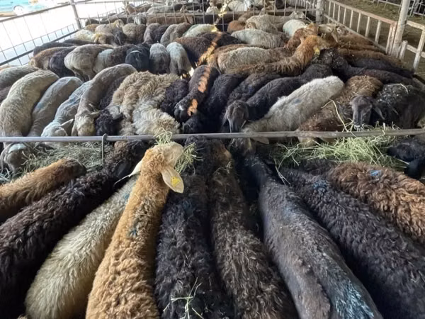 Kambing jantan, Sheep — Kazakhstan