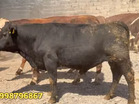 Toro, Vaca roja bielorrusa — foto 2