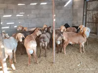 Ram, Sheep — photo 1
