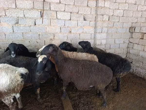 Sheep, Sheep — Uzbekistan