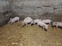 Sow, Pigs — photo 4